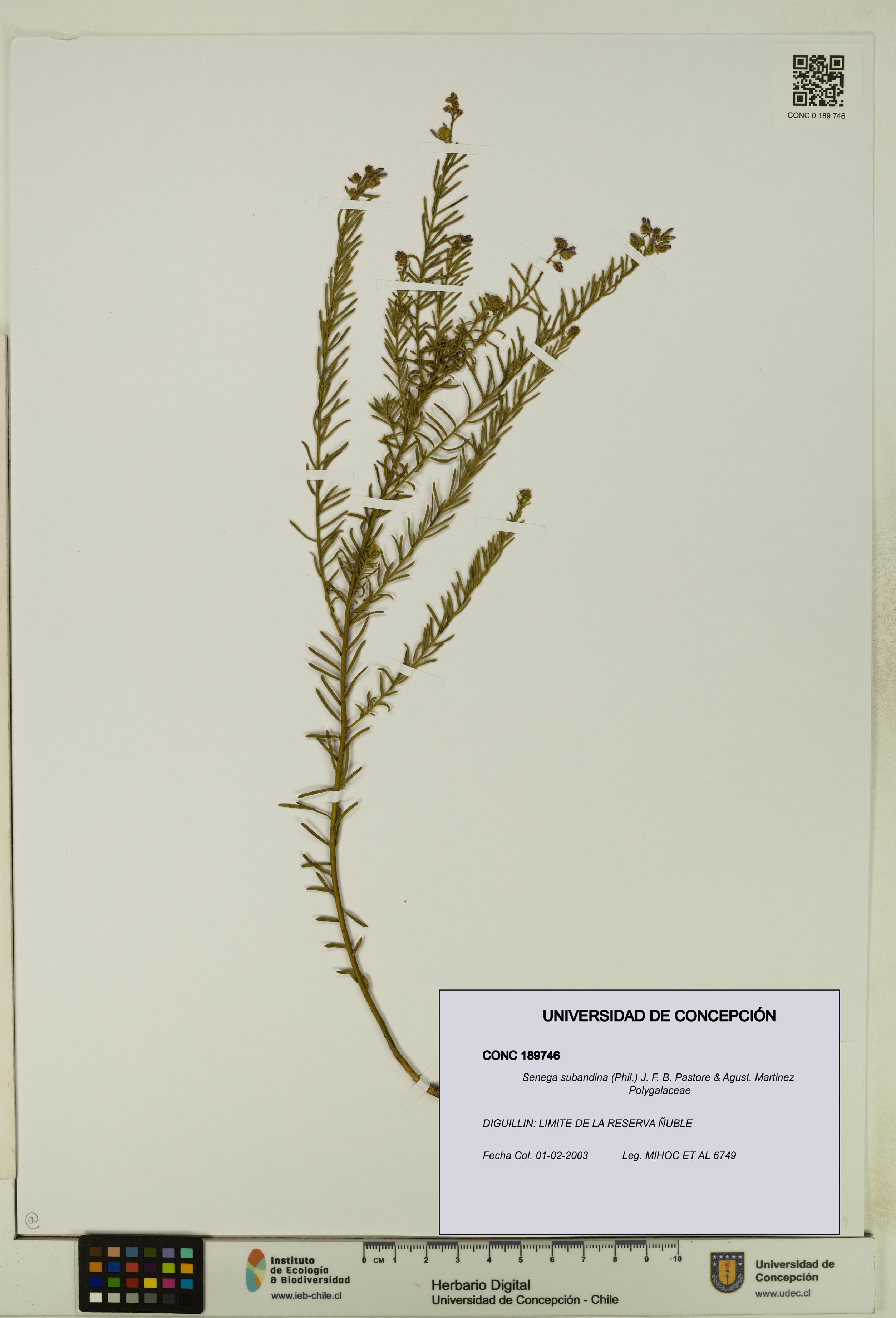 Senega subandina [Espécimen: UDEC:CONC:0189746]