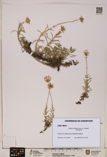 Senecio chilensis var. chilensis [Espécimen: UDEC:CONC:0189747]