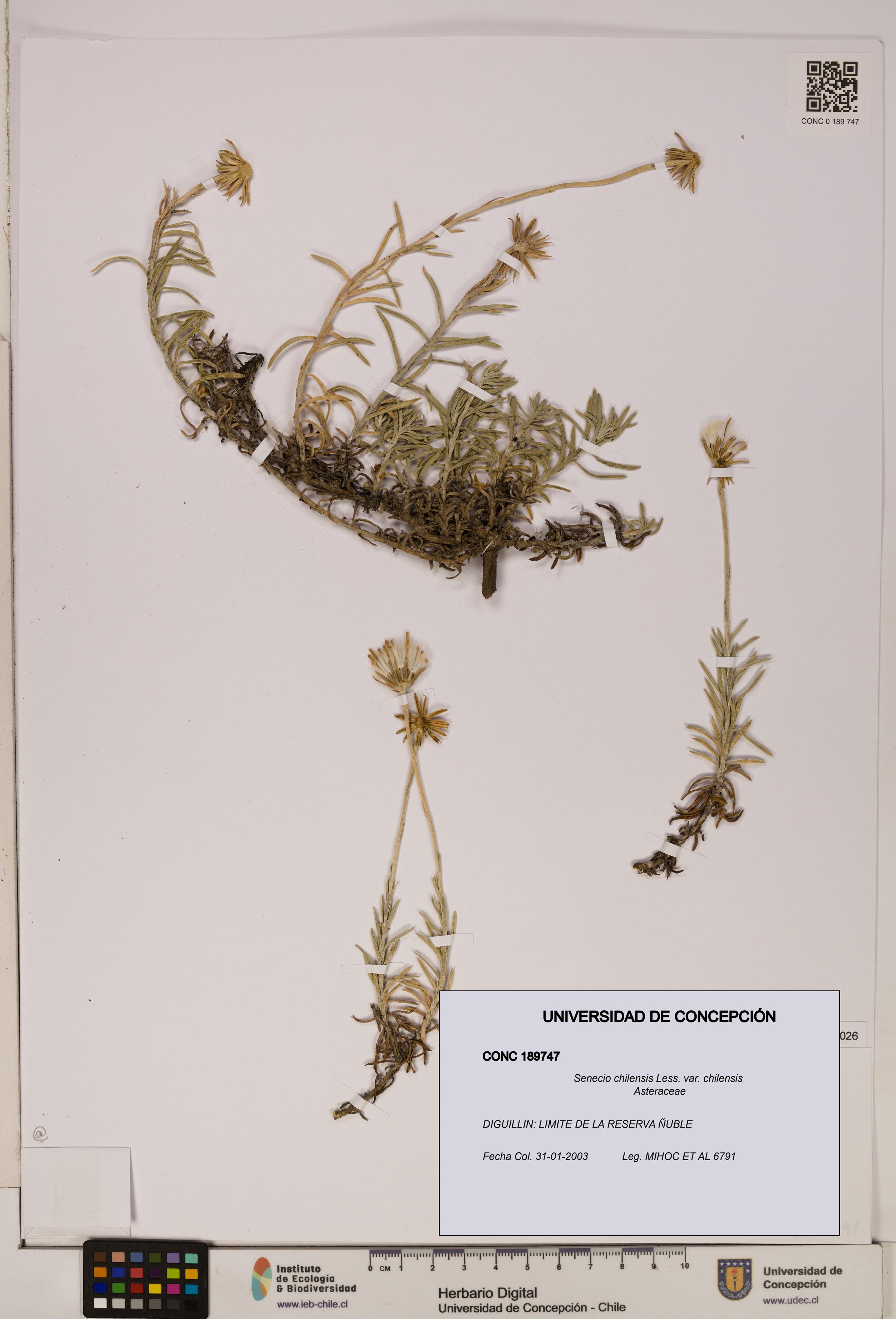 Senecio chilensis var. chilensis [Espécimen: UDEC:CONC:0189747]