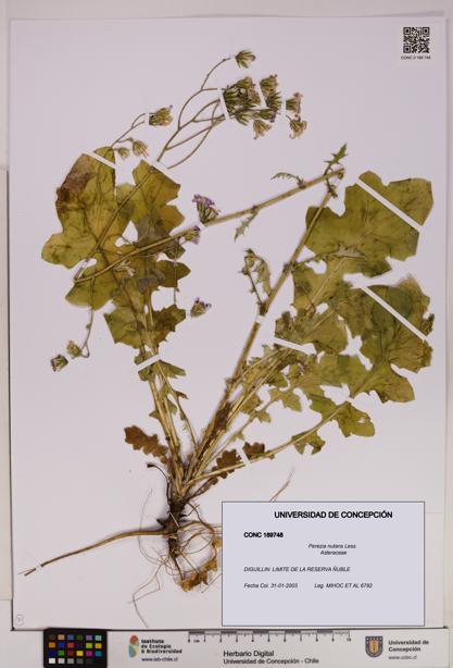 Perezia nutans [Espécimen: UDEC:CONC:0189748]