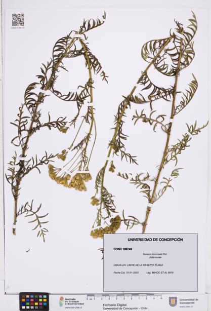 Senecio tocornalii [Espécimen: ]