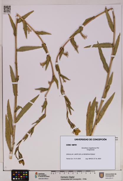 Oenothera magellanica [Espécimen: UDEC:CONC:0189751]