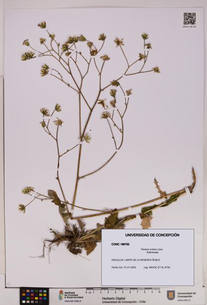 Perezia nutans [Espécimen: UDEC:CONC:0189752]