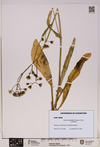Hieracium glaucifolium [Espécimen: UDEC:CONC:0189758]
