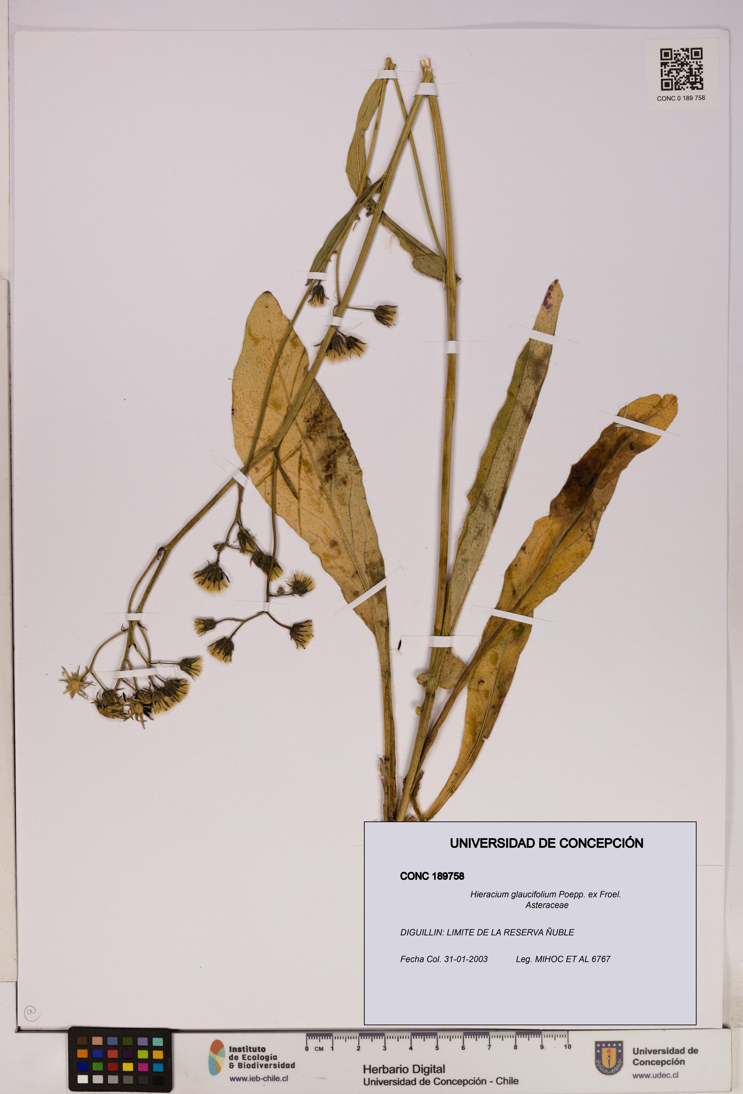 Hieracium glaucifolium [Espécimen: UDEC:CONC:0189758]