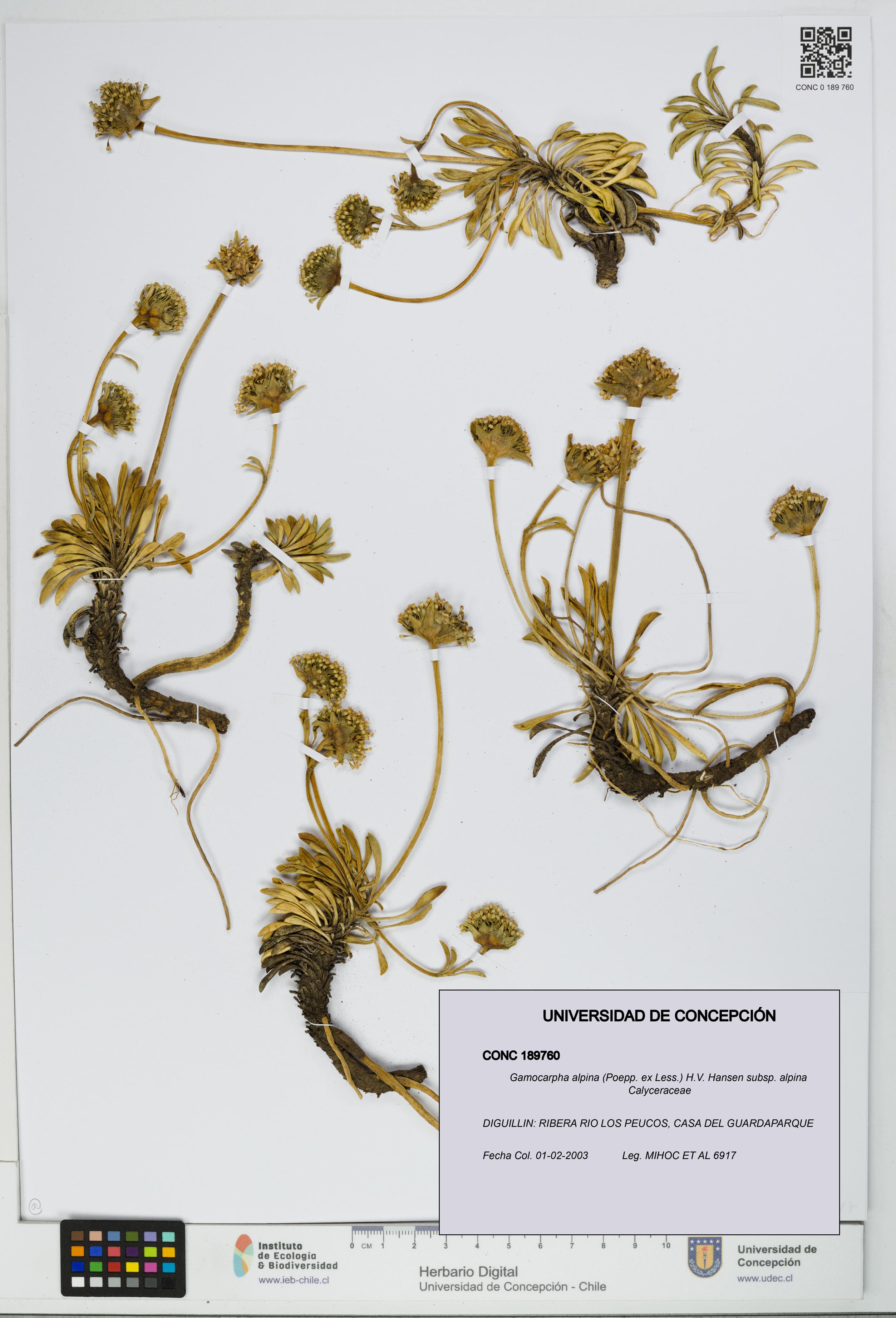 Gamocarpha alpina subsp. alpina [Espécimen: UDEC:CONC:0189760]