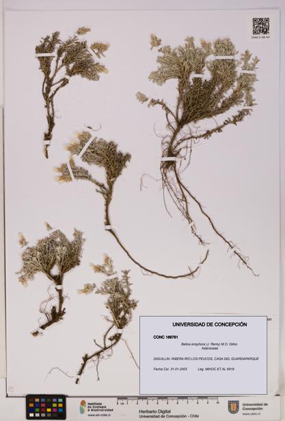 Belloa eriophora [Espécimen: UDEC:CONC:0189761]