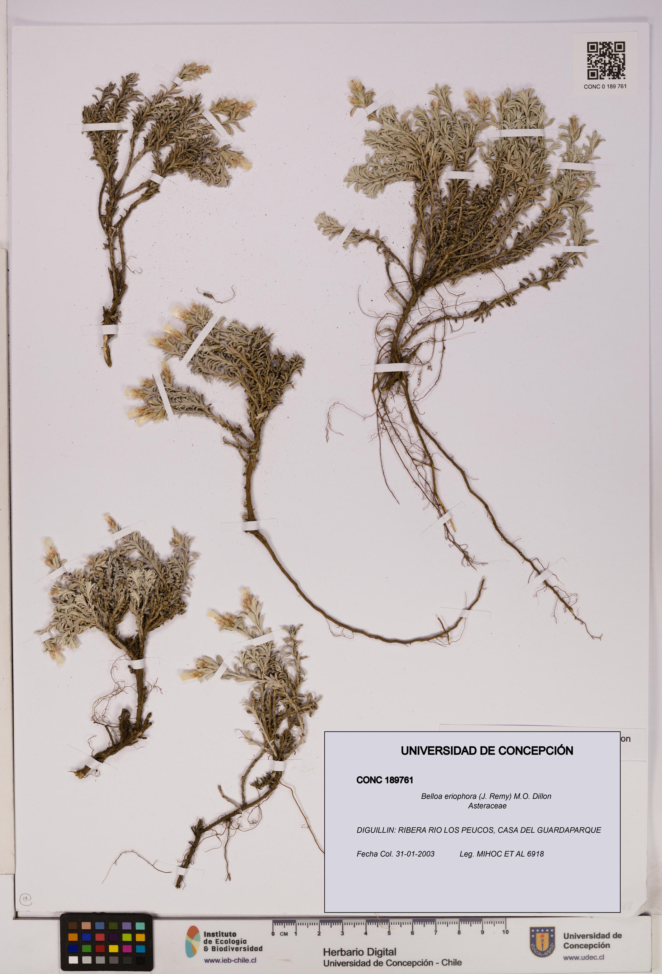 Belloa eriophora [Espécimen: UDEC:CONC:0189761]