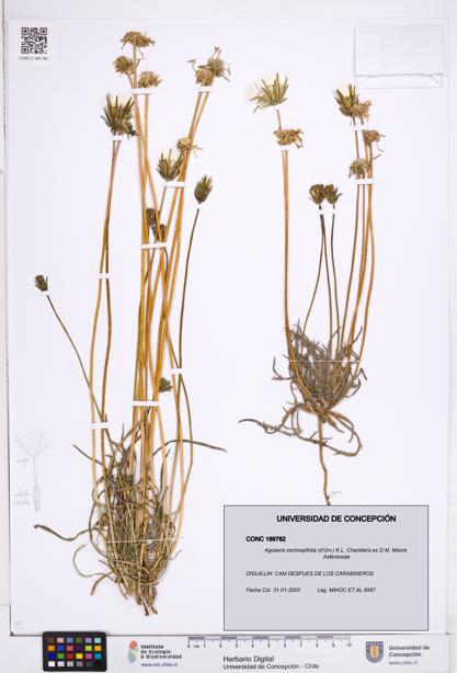 Agoseris coronopifolia [Espécimen: ]