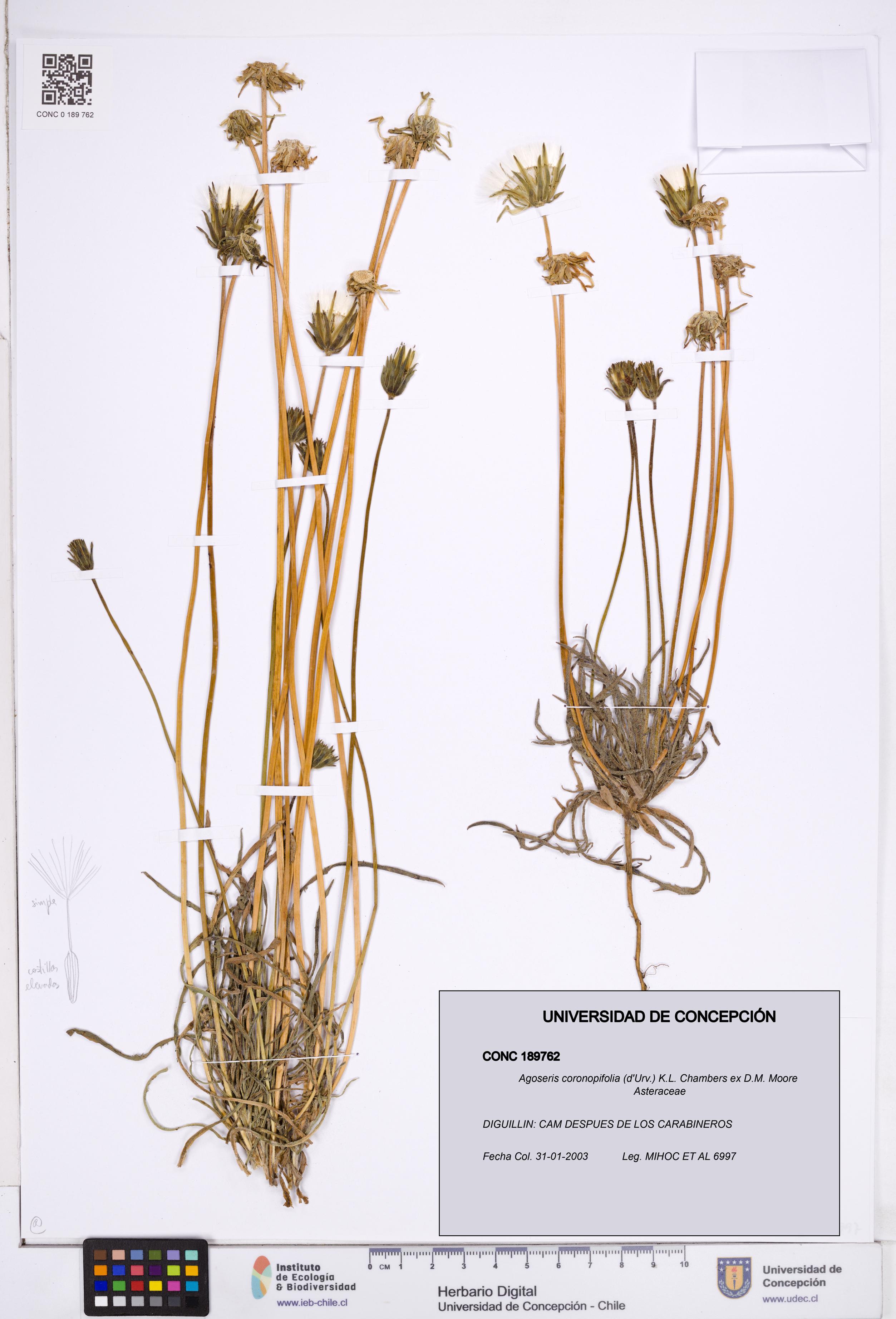 Agoseris coronopifolia [Espécimen: ]