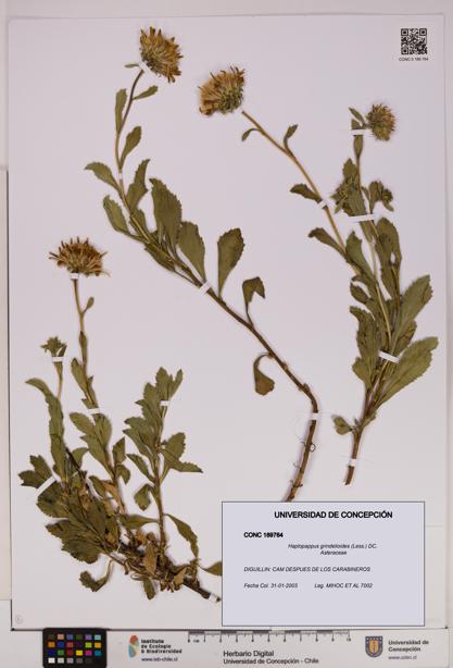 Haplopappus grindelioides [Espécimen: UDEC:CONC:0189764]