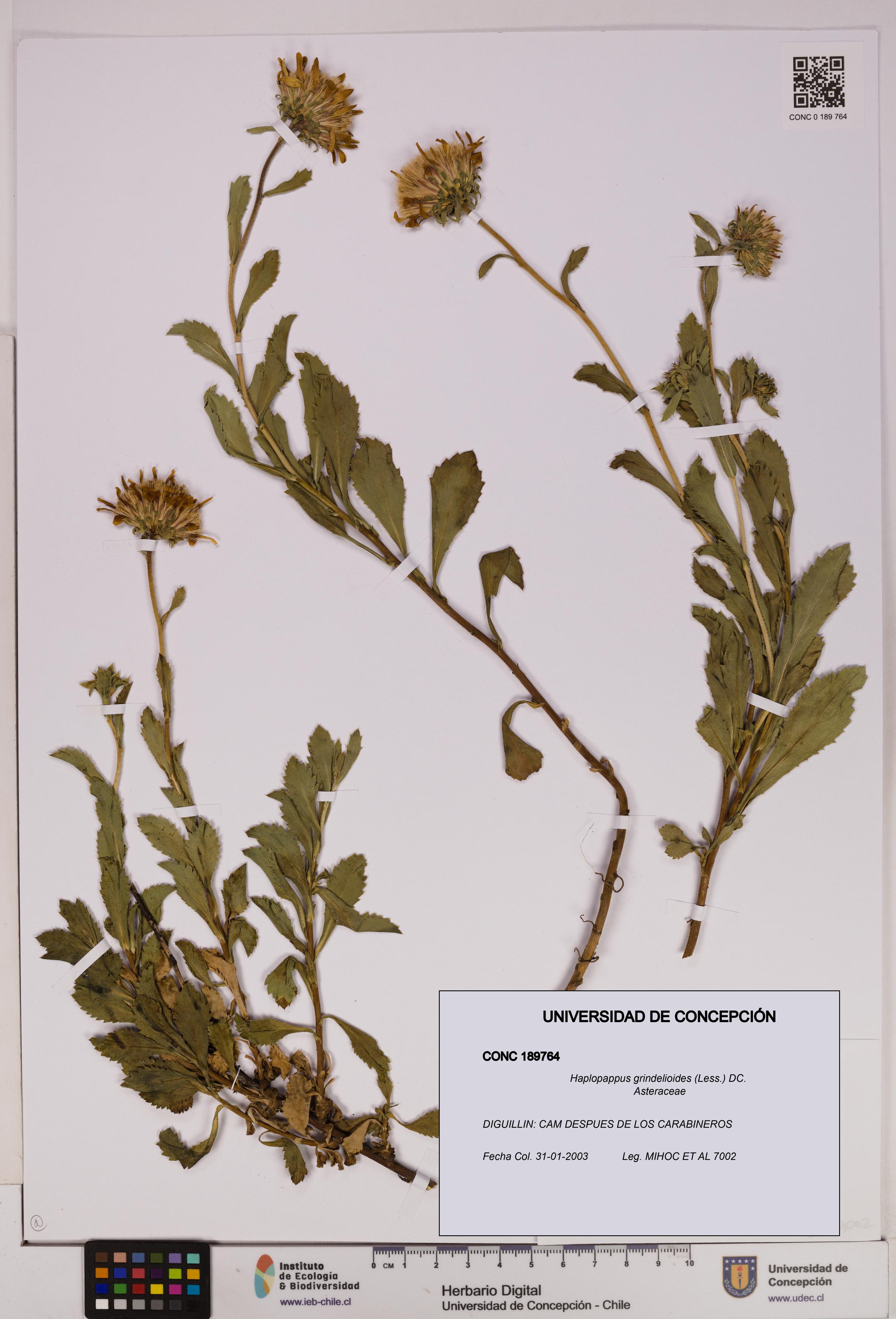 Haplopappus grindelioides [Espécimen: UDEC:CONC:0189764]