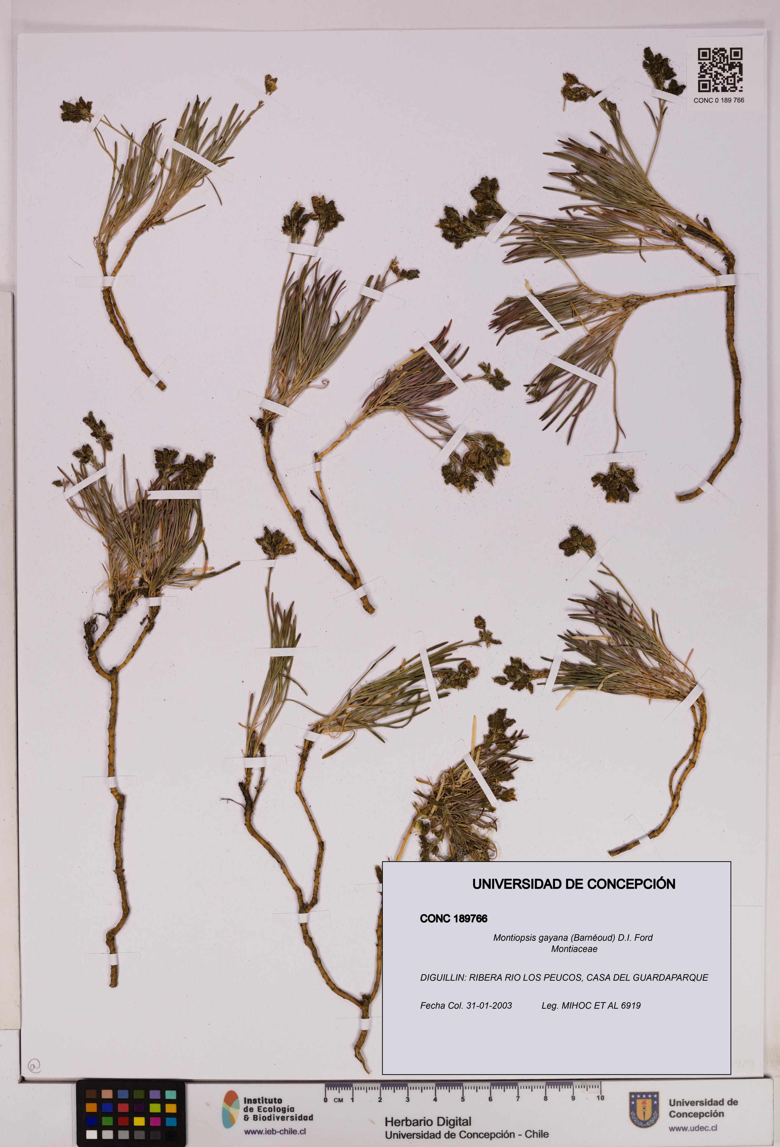 Montiopsis gayana [Espécimen: UDEC:CONC:0189766]