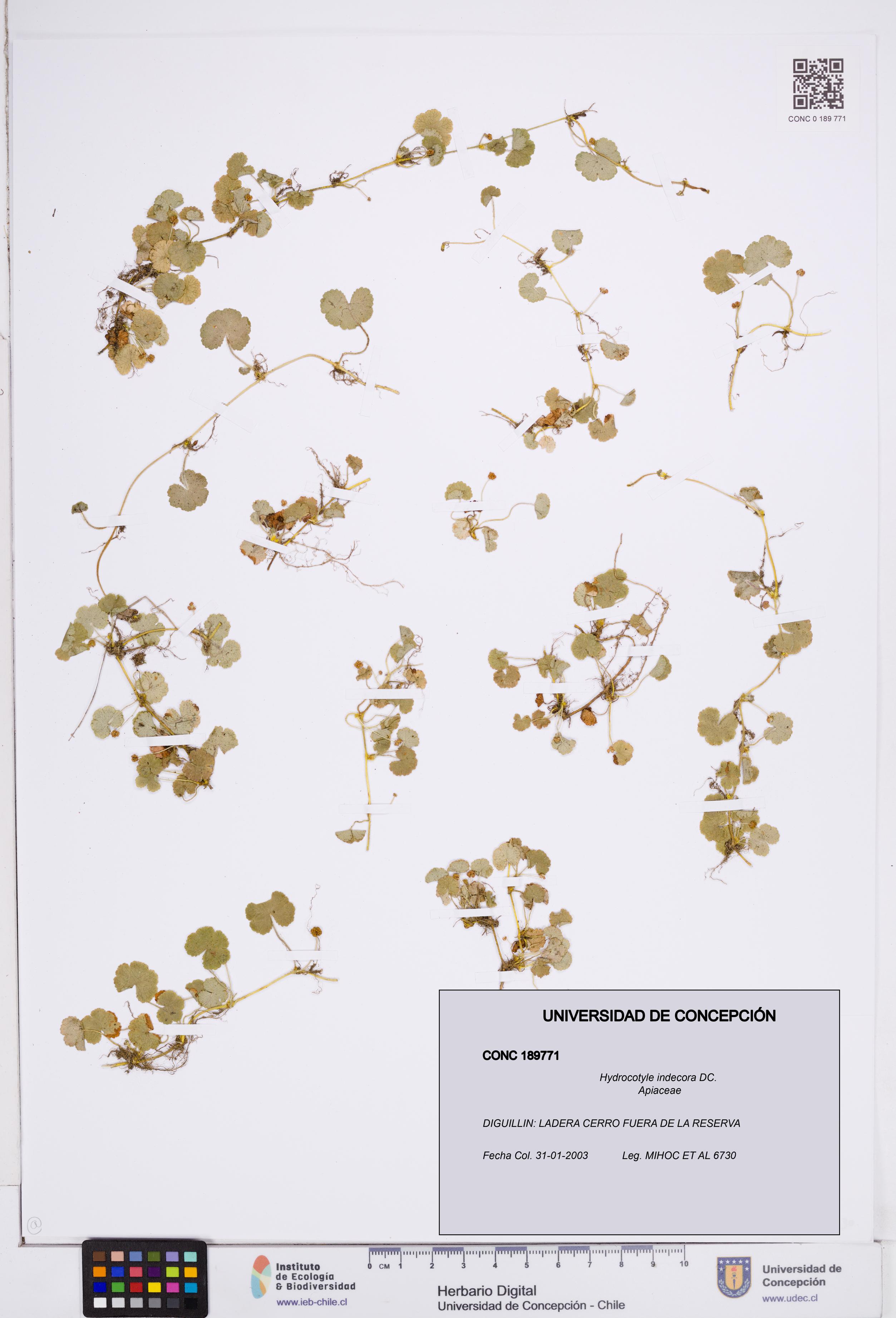 Hydrocotyle indecora [Espécimen: ]