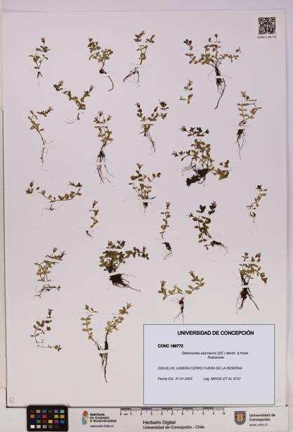 Oldenlandia salzmannii [Espécimen: UDEC:CONC:0189772]