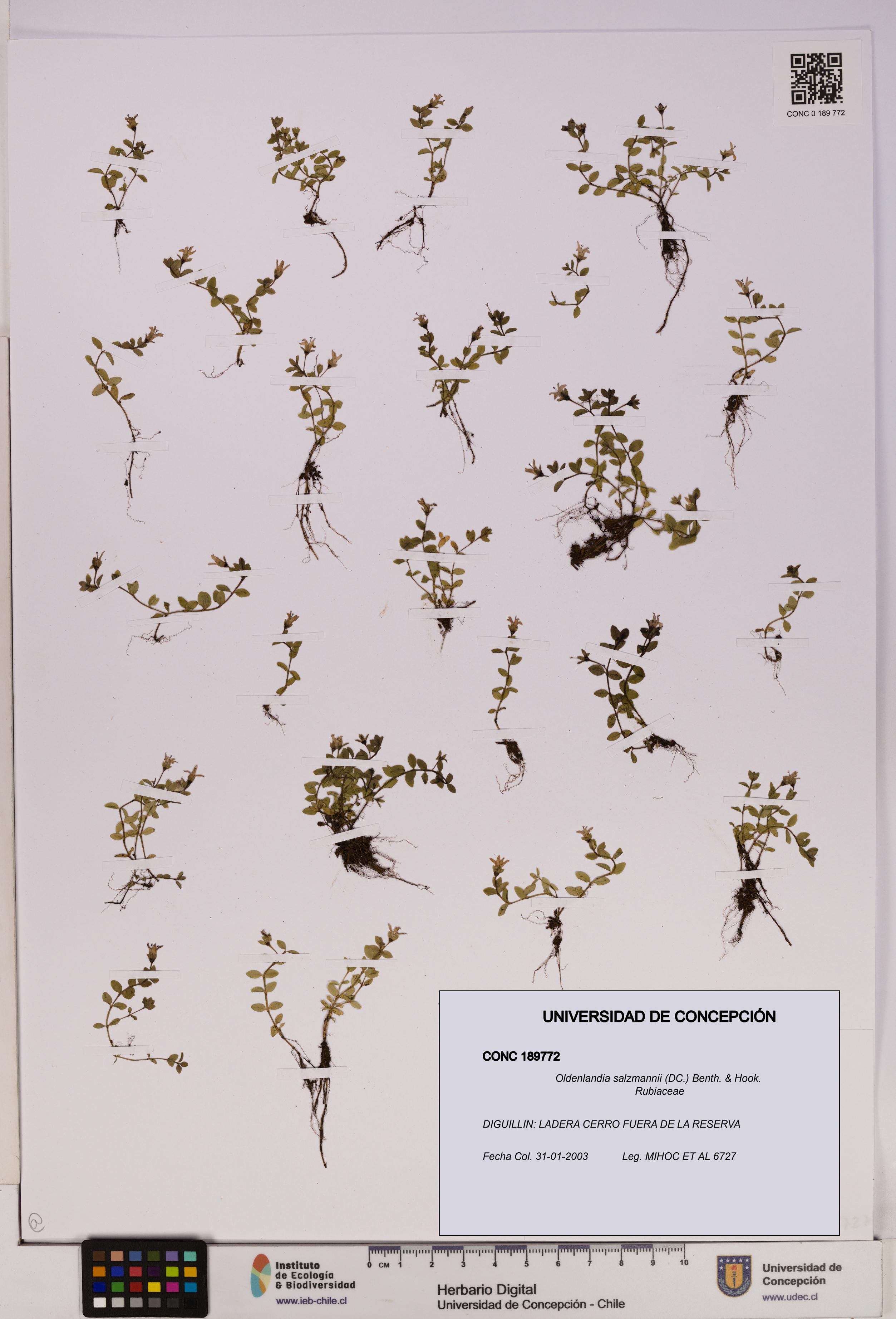 Oldenlandia salzmannii [Espécimen: UDEC:CONC:0189772]