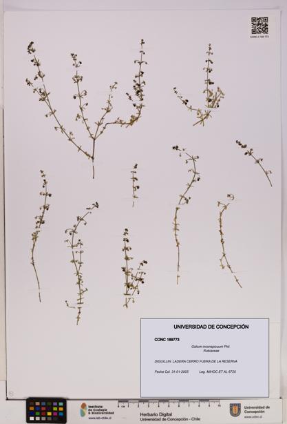 Galium inconspicuum [Espécimen: UDEC:CONC:0189773]