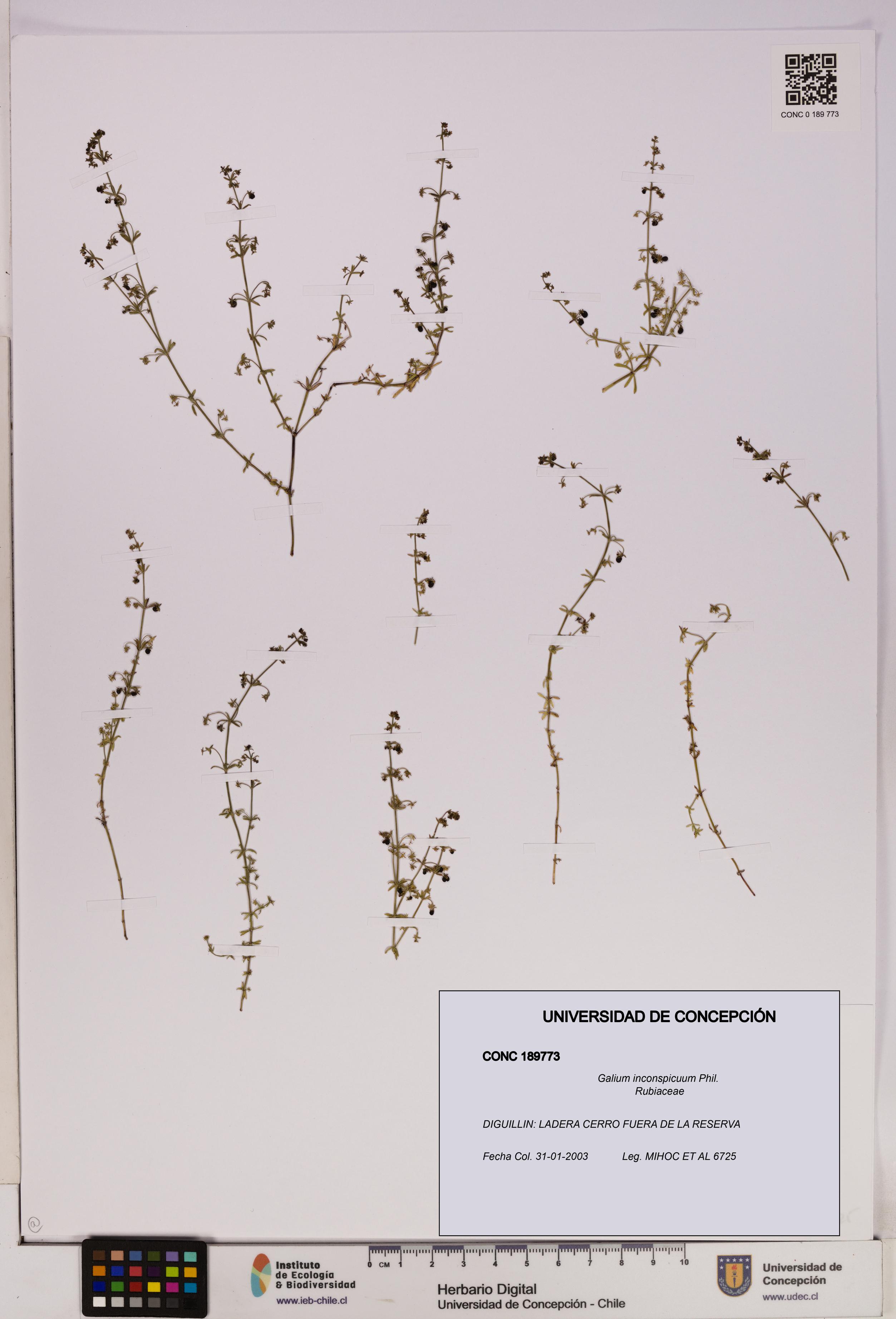 Galium inconspicuum [Espécimen: UDEC:CONC:0189773]