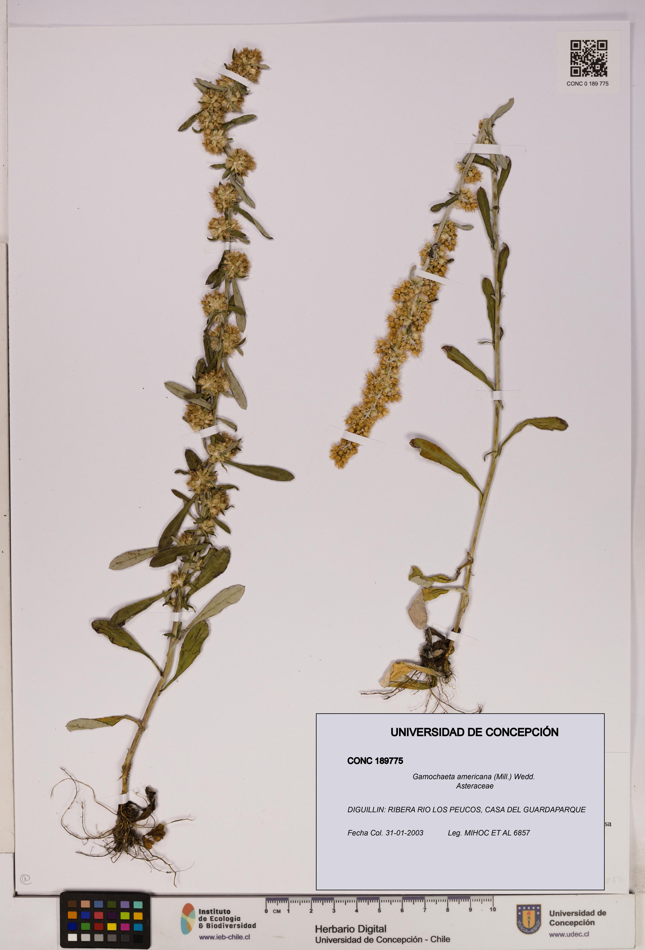 Gamochaeta americana [Espécimen: UDEC:CONC:0189775]