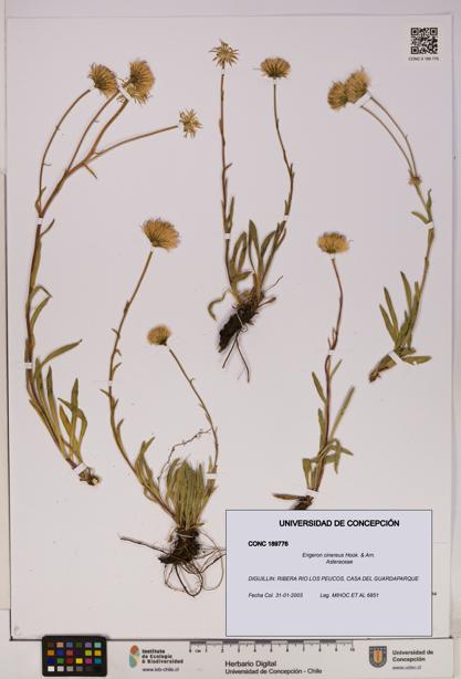 Erigeron cinereus [Espécimen: UDEC:CONC:0189776]