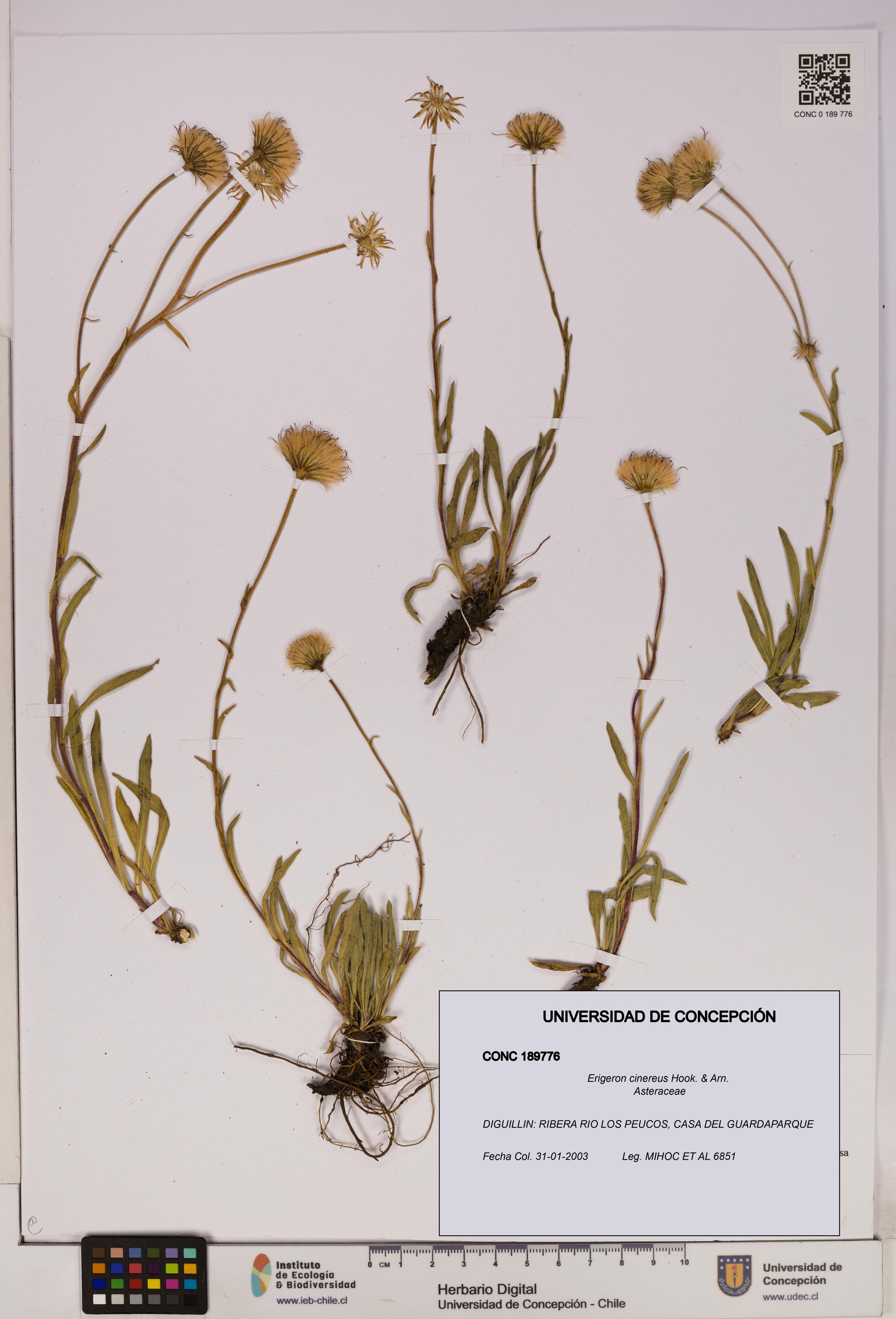 Erigeron cinereus [Espécimen: UDEC:CONC:0189776]