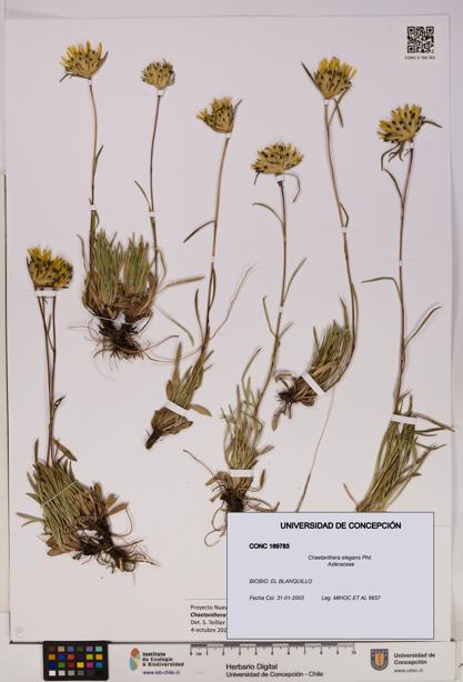 Chaetanthera elegans [Espécimen: UDEC:CONC:0189783]