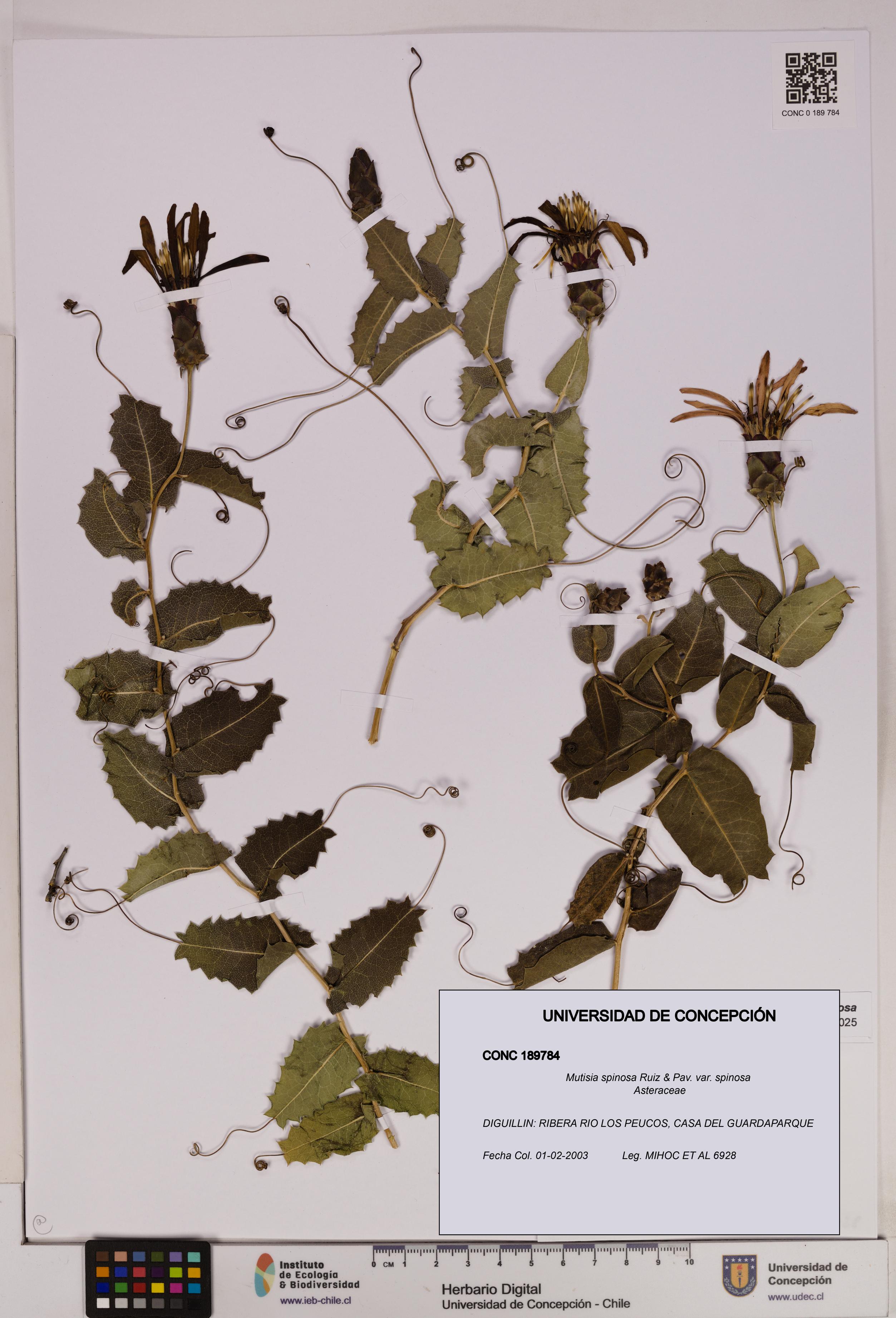 Mutisia spinosa var. spinosa [Espécimen: UDEC:CONC:0189784]