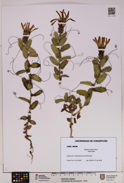 Mutisia ilicifolia [Espécimen: UDEC:CONC:0189786]