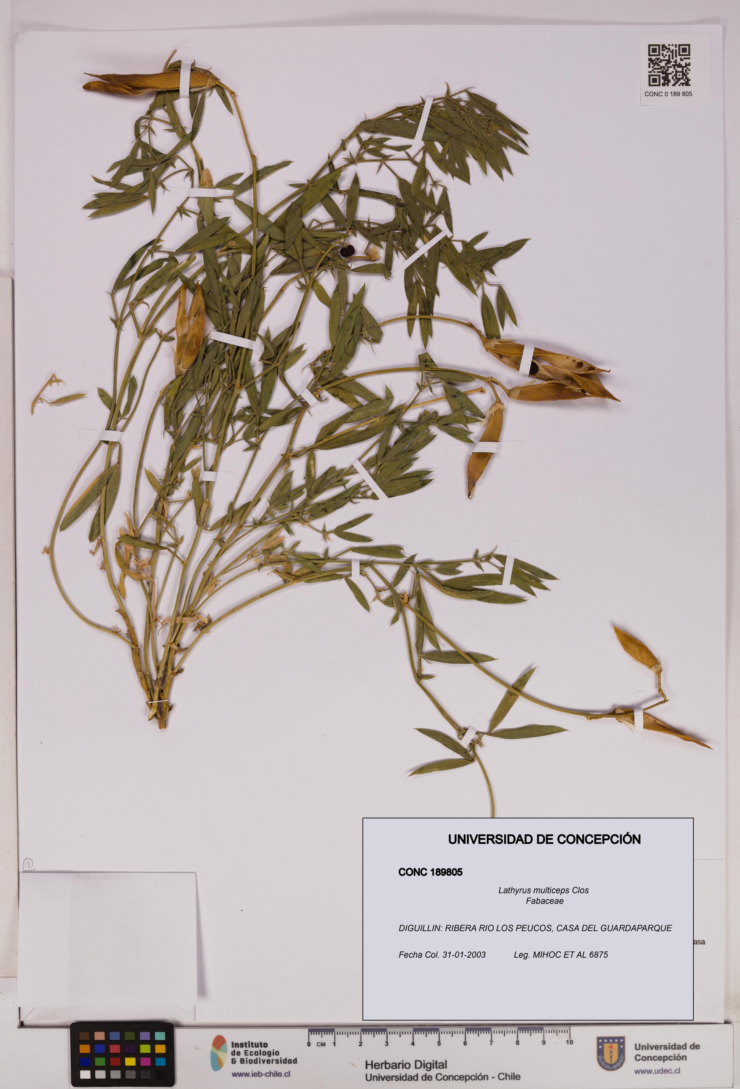 Lathyrus multiceps [Espécimen: UDEC:CONC:0189805]