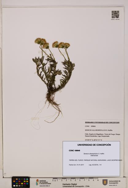 Senecio alloeophyllus [Espécimen: UDEC:CONC:0189846]