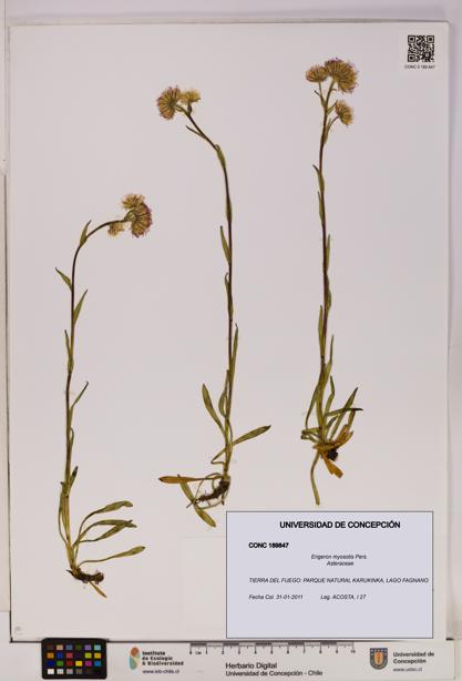 Erigeron myosotis [Espécimen: UDEC:CONC:0189847]