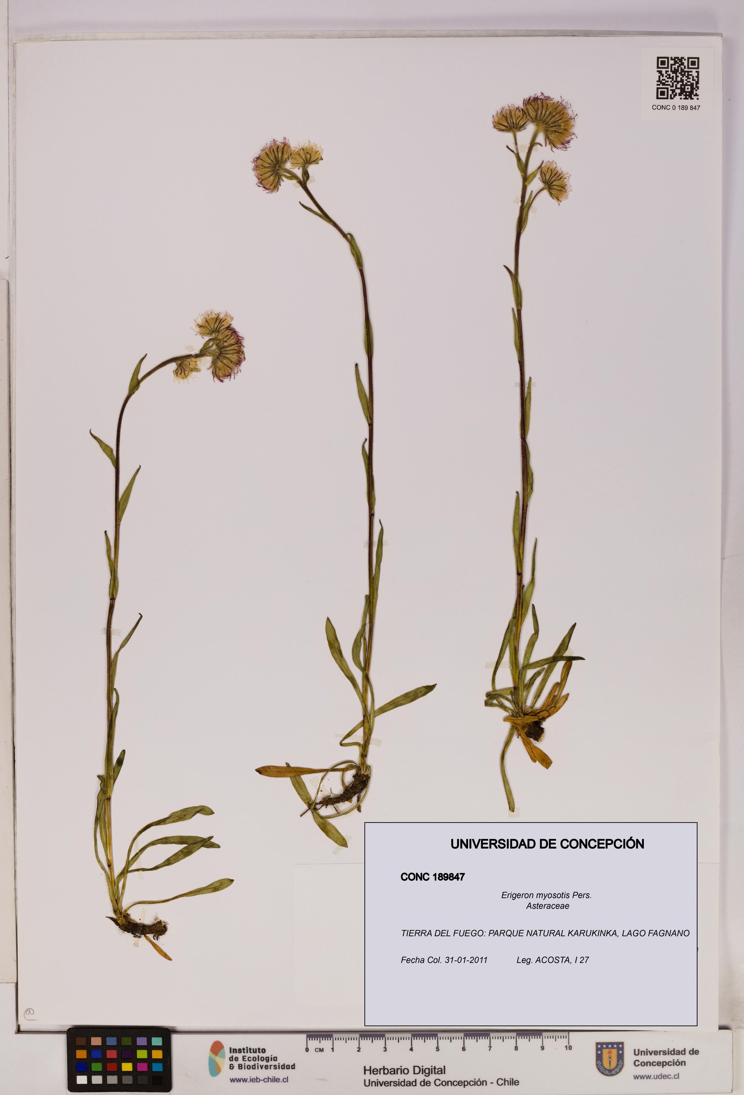 Erigeron myosotis [Espécimen: UDEC:CONC:0189847]