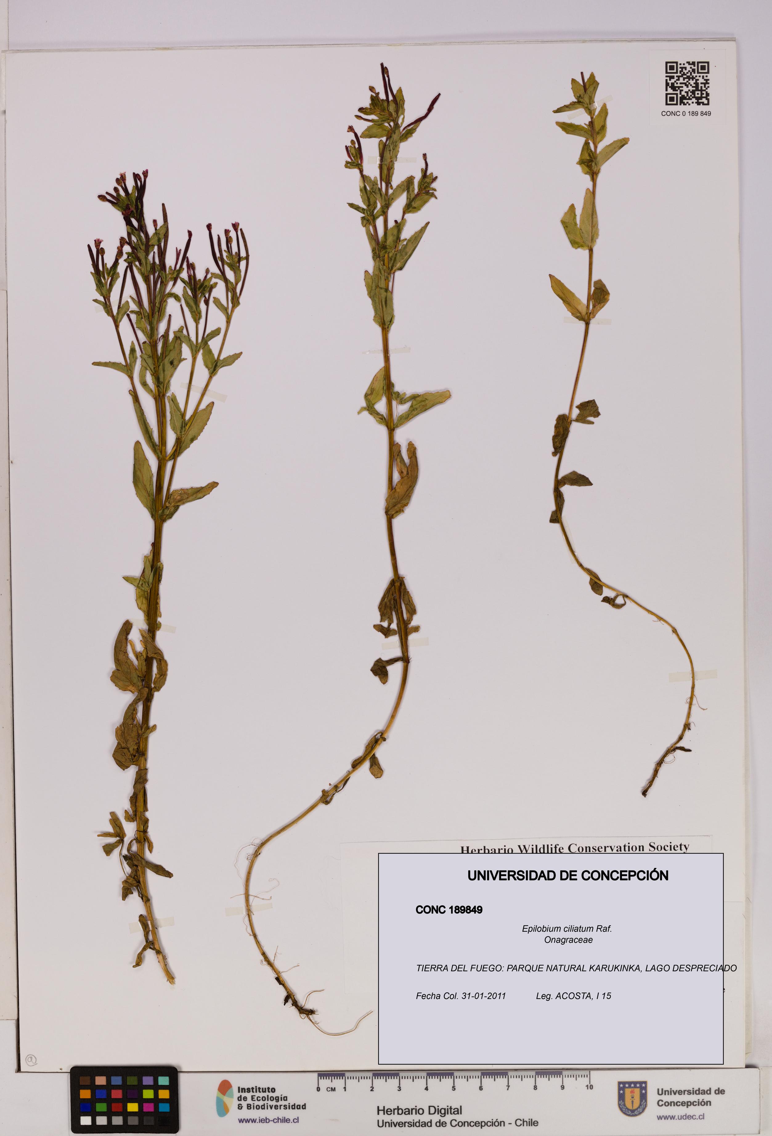 Epilobium ciliatum [Espécimen: UDEC:CONC:0189849]