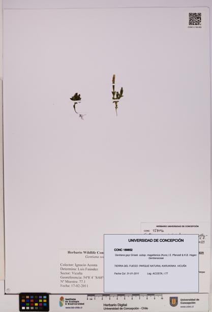 Gentiana gayi [Espécimen: UDEC:CONC:0189852]