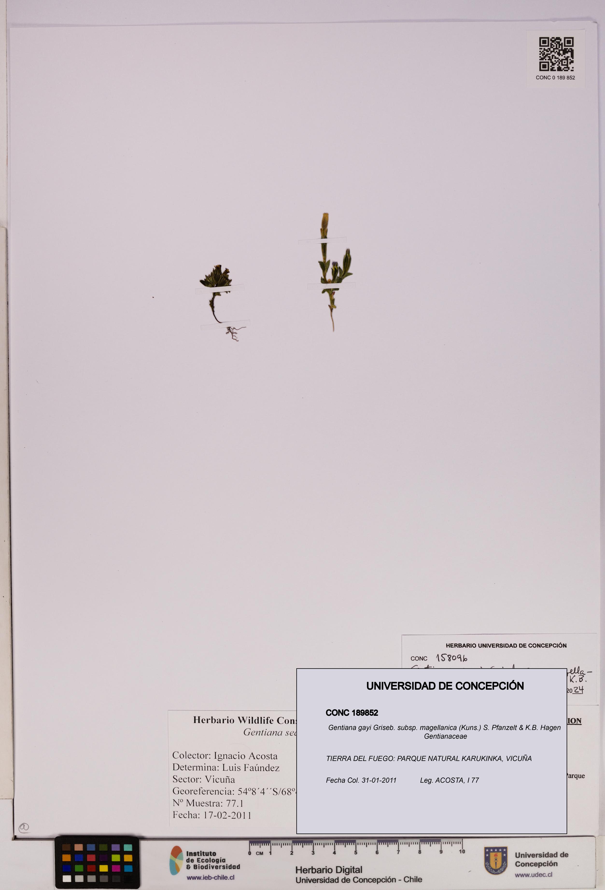 Gentiana gayi [Espécimen: UDEC:CONC:0189852]