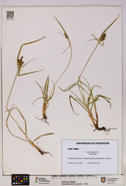Carex fuscula [Espécimen: UDEC:CONC:0189854]