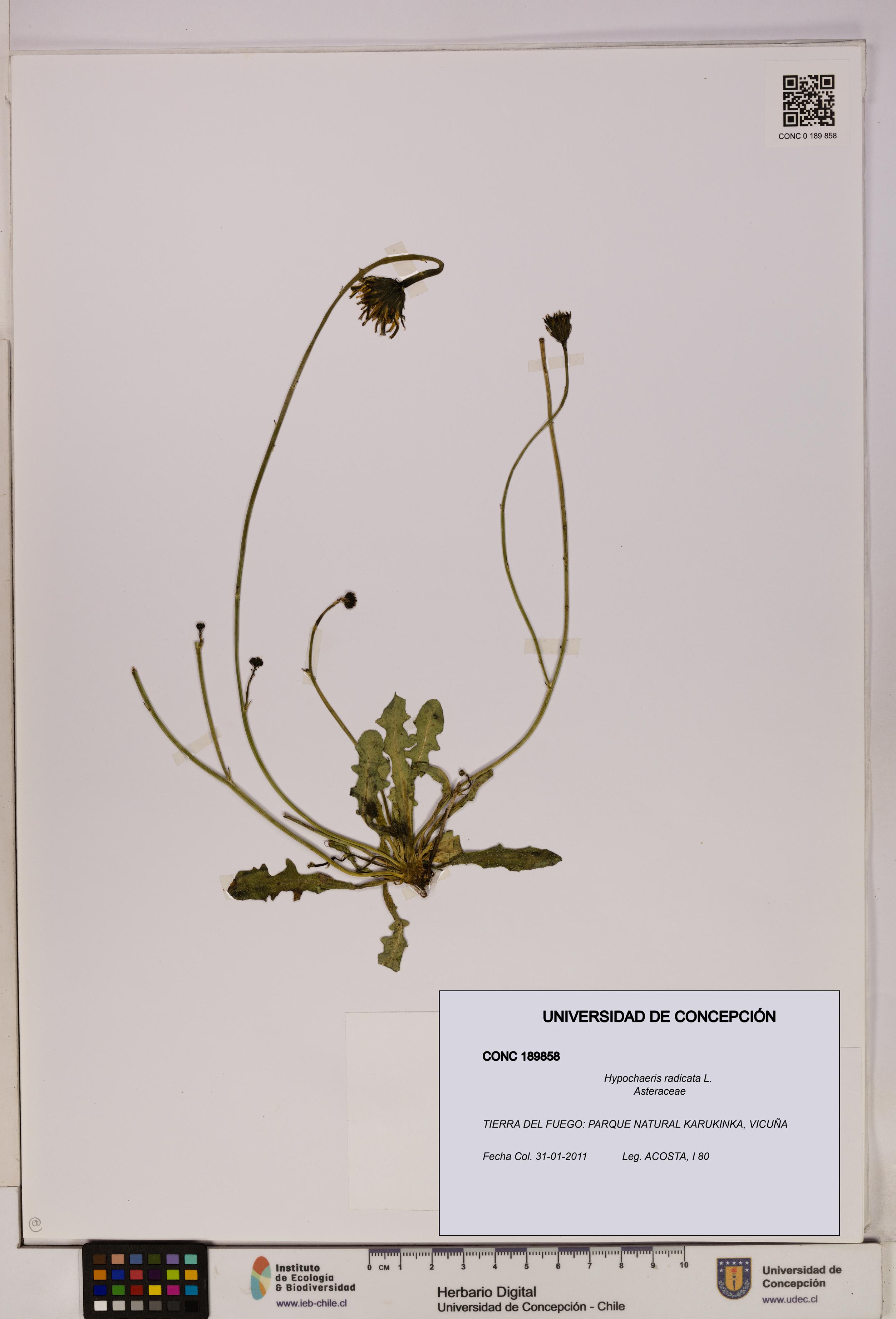 Hypochaeris radicata [Espécimen: UDEC:CONC:0189858]