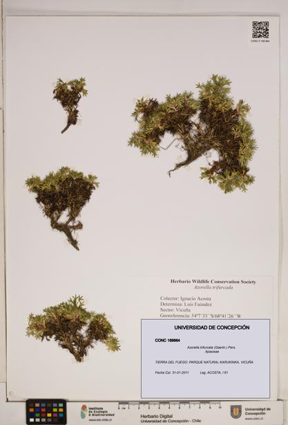 Azorella trifurcata [Espécimen: ]