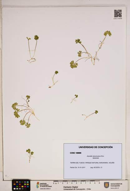 Azorella ranunculus [Espécimen: ]