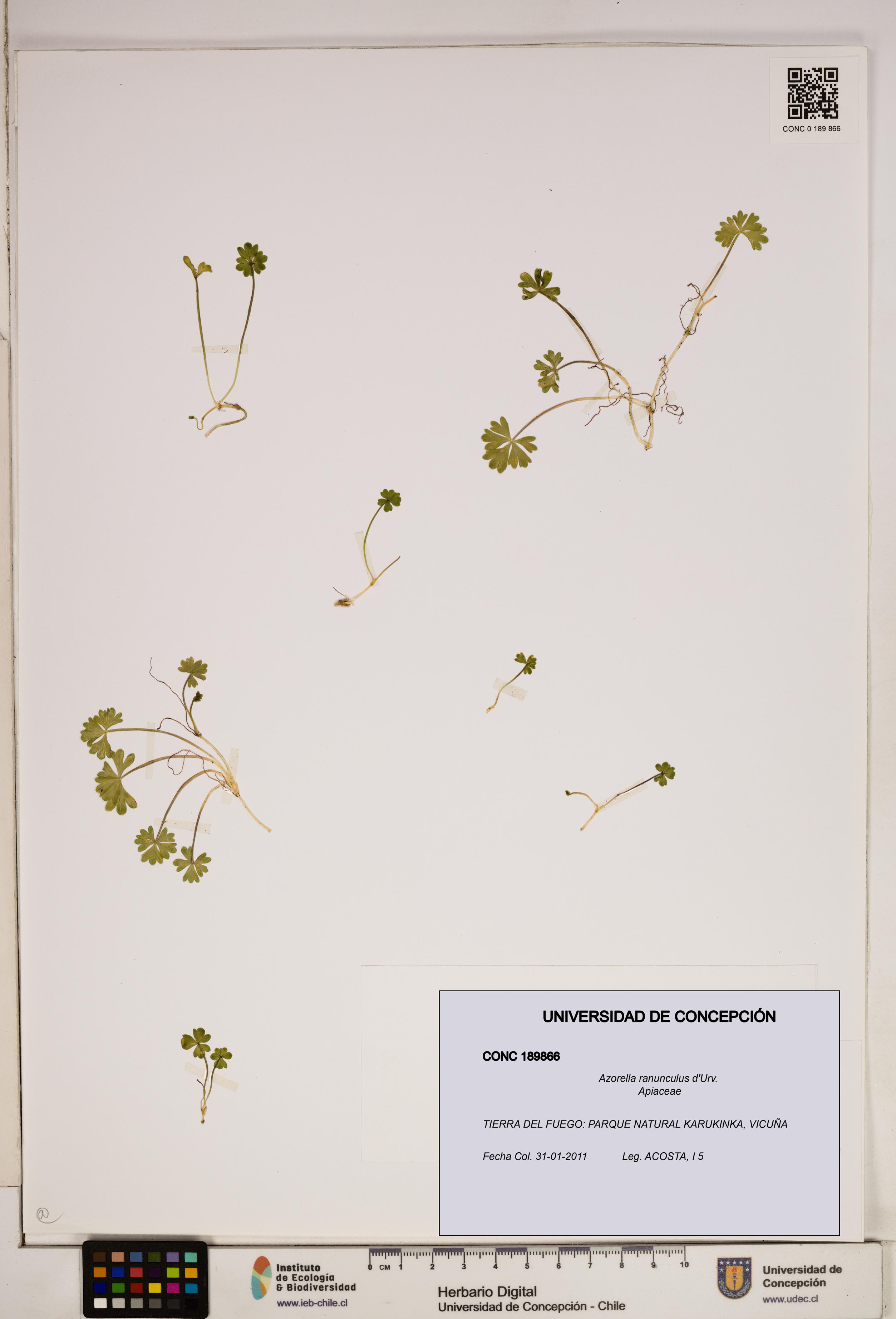 Azorella ranunculus [Espécimen: ]