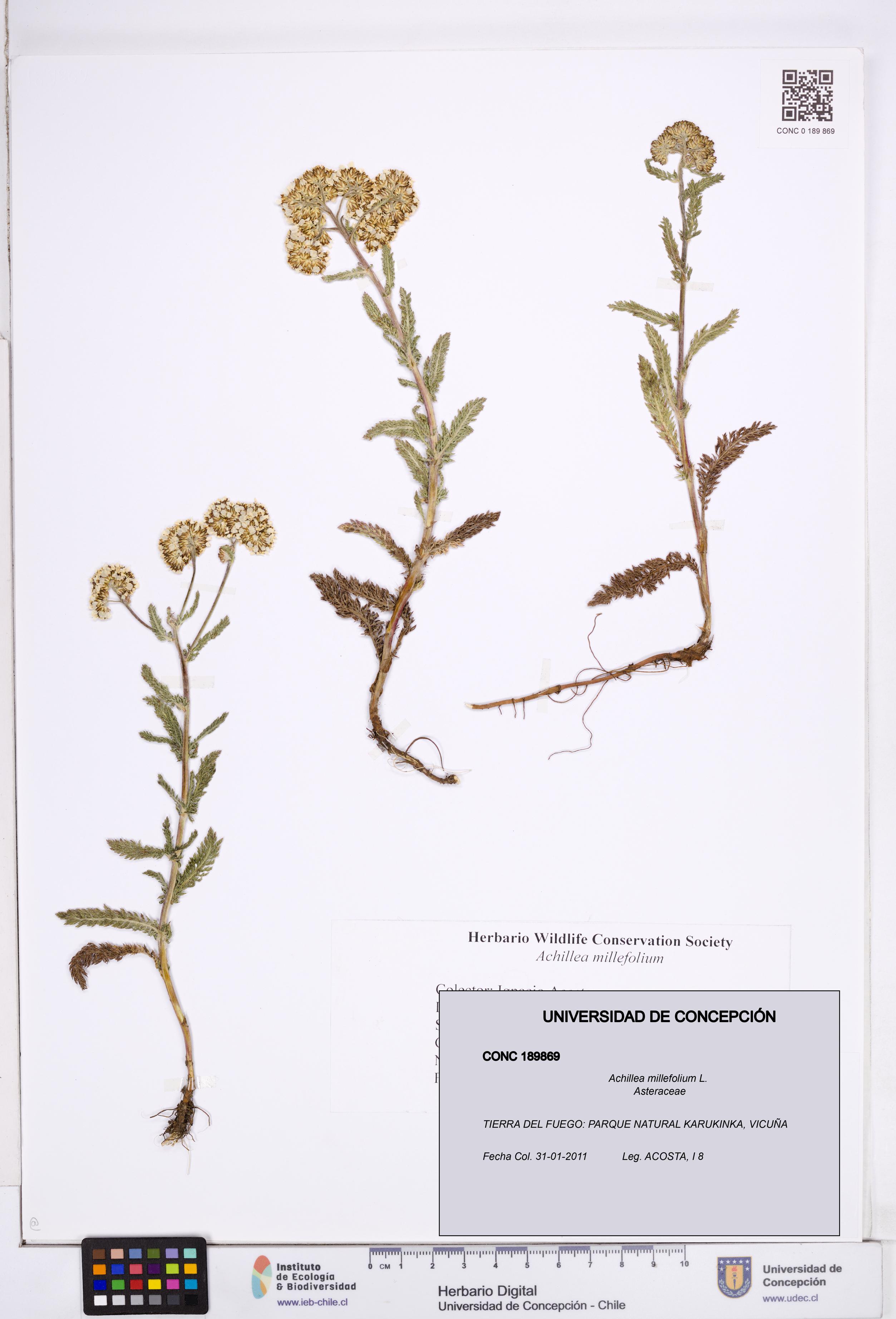Achillea millefolium [Espécimen: ]