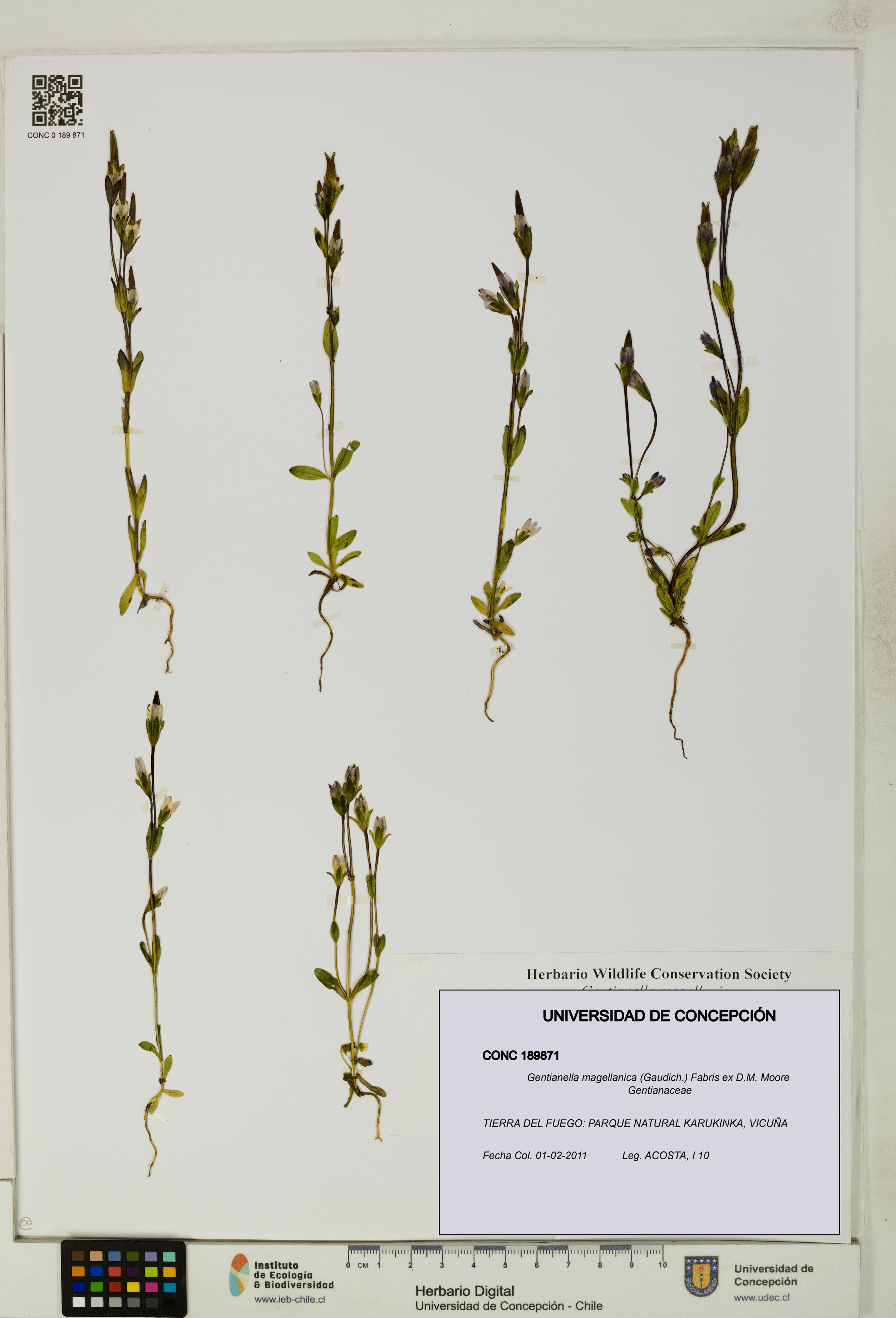 Gentianella magellanica [Espécimen: UDEC:CONC:0189871]