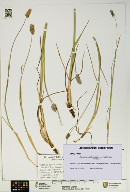 Alopecurus magellanicus var. magellanicus [Espécimen: UDEC:CONC:0189881]