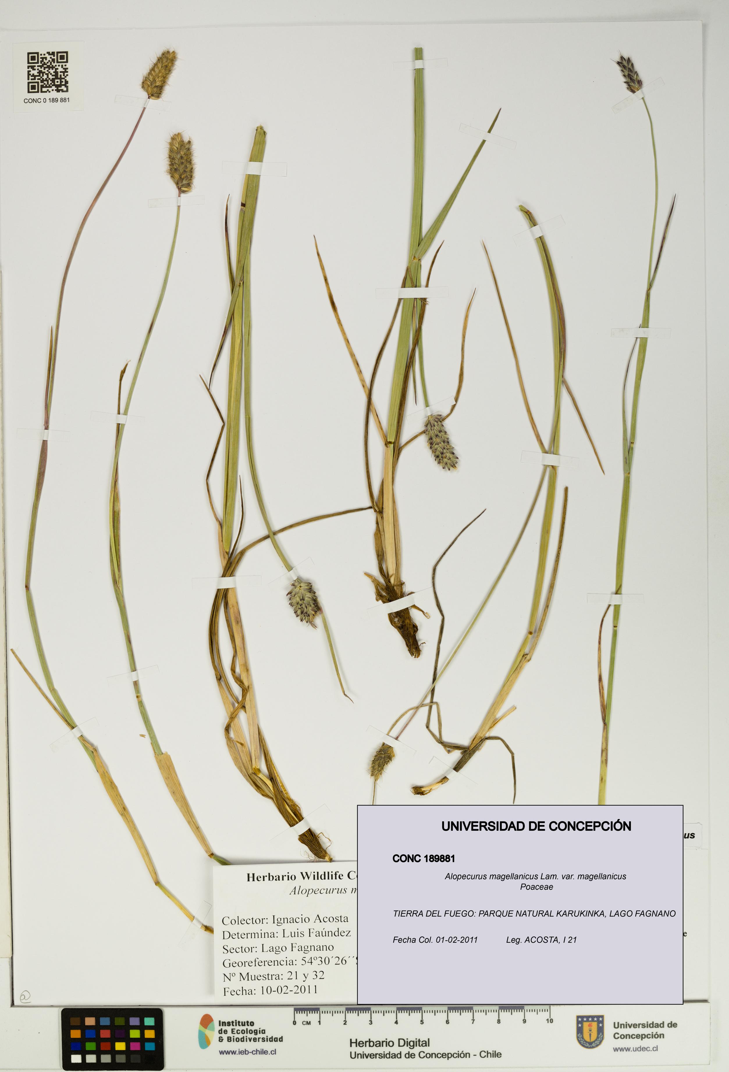 Alopecurus magellanicus var. magellanicus [Espécimen: UDEC:CONC:0189881]