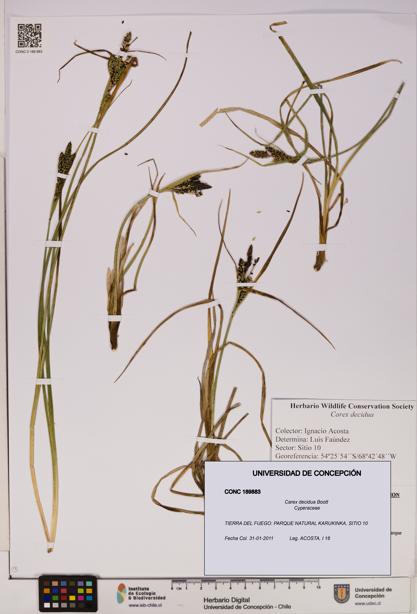 Carex decidua [Espécimen: UDEC:CONC:0189883]