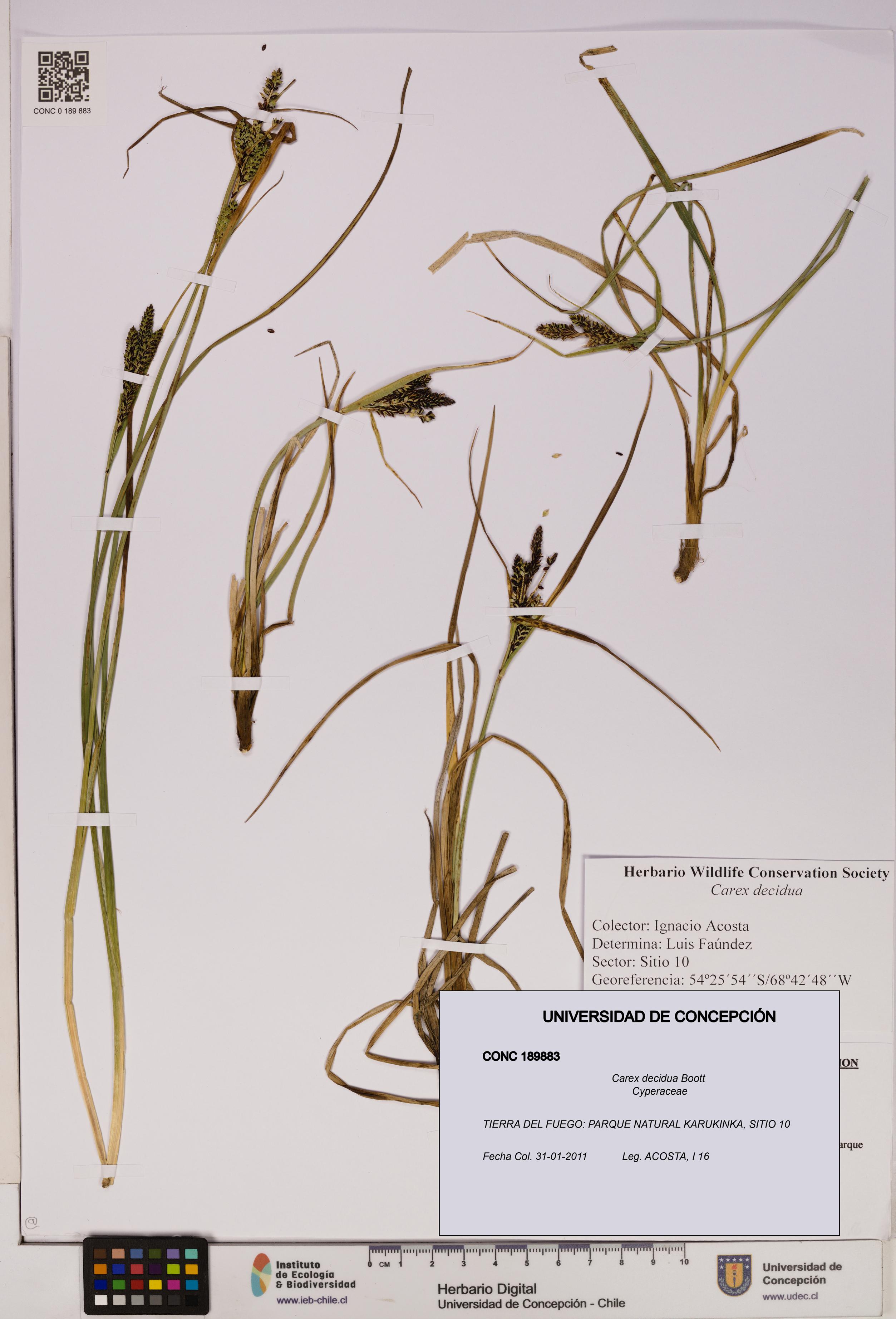 Carex decidua [Espécimen: UDEC:CONC:0189883]