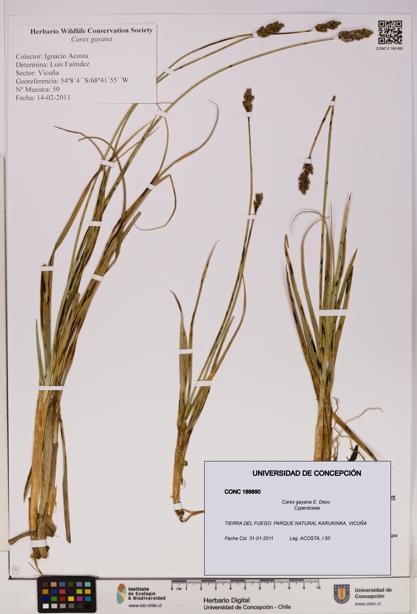 Carex gayana [Espécimen: UDEC:CONC:0189890]
