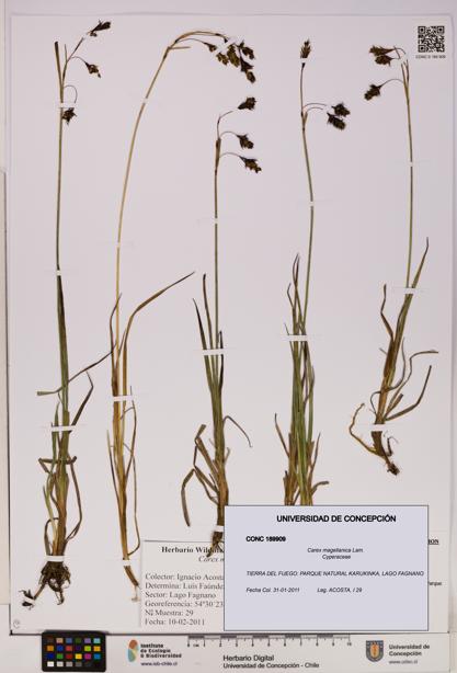 Carex magellanica [Espécimen: UDEC:CONC:0189909]