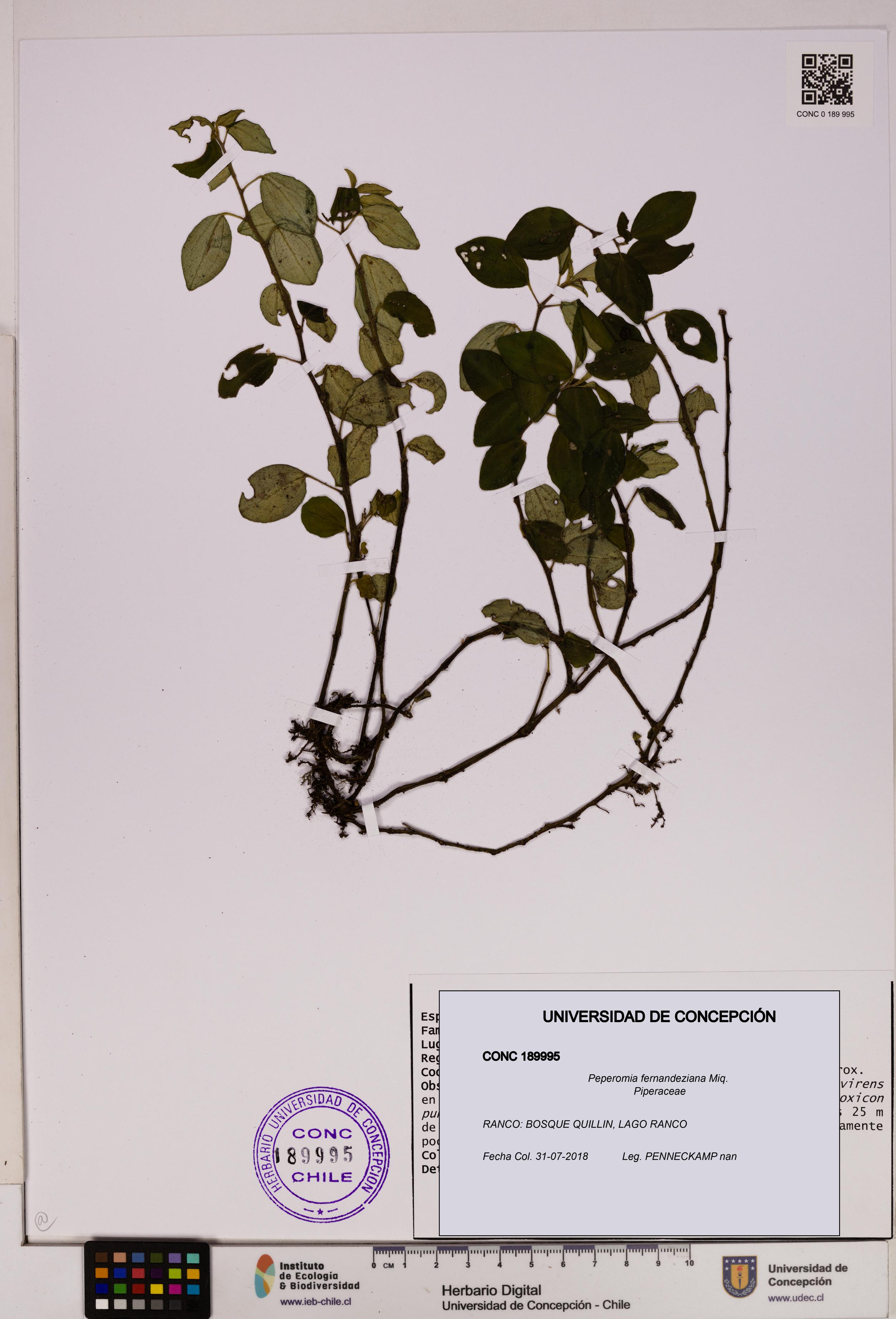 Peperomia fernandeziana [Espécimen: UDEC:CONC:0189995]