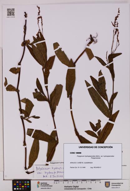 Polygonum hydropiperoides var. hydropiperoides [Espécimen: UDEC:CONC:0189998]